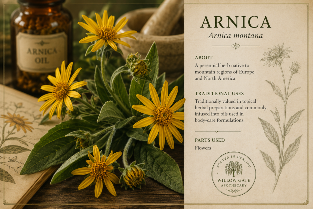 Arnica montana botanical profile and traditional herbal preparation
